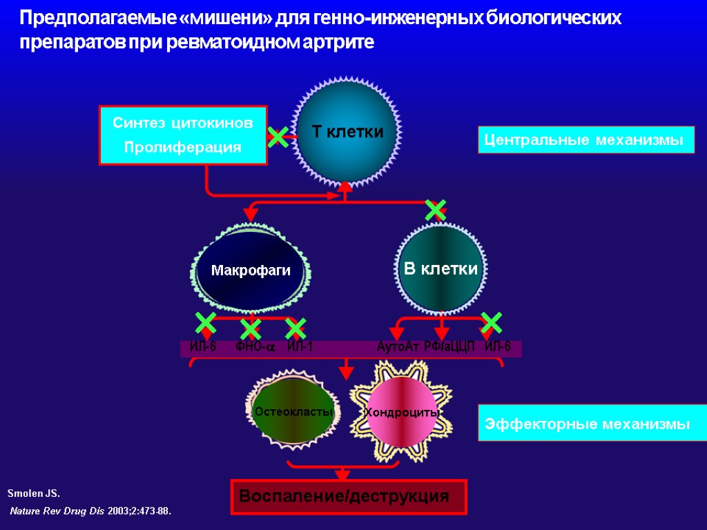 Предполагаемые «мишени» для генно-инженерных биологических препаратов при ревматоидном артрите × × × × ×